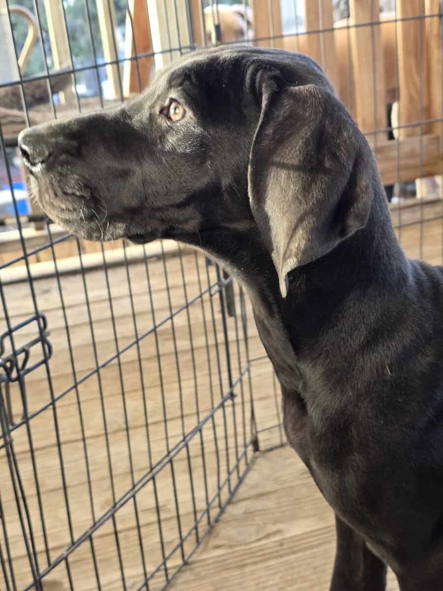 Great Dane puppies image 2