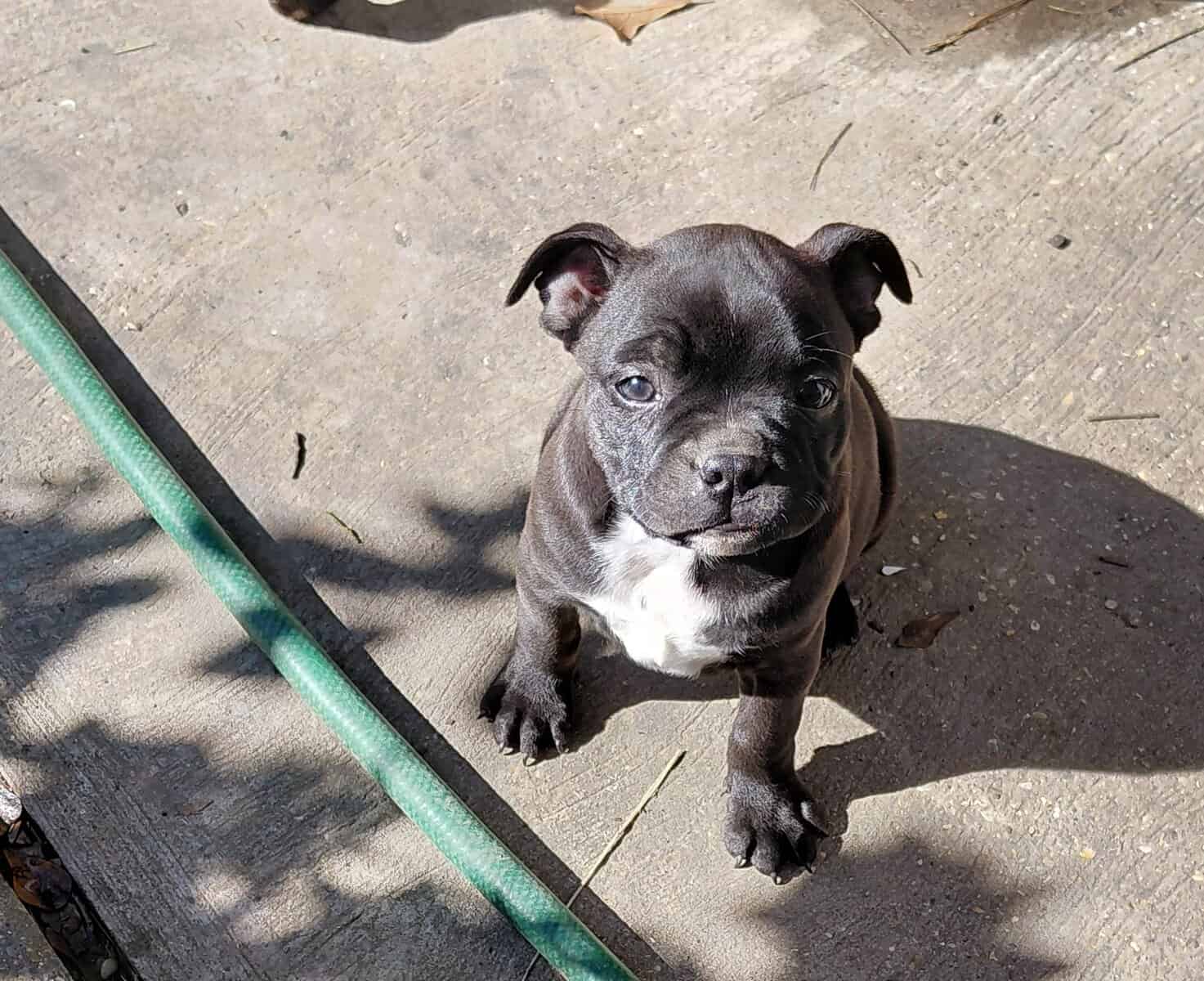 Boston terriers image 3