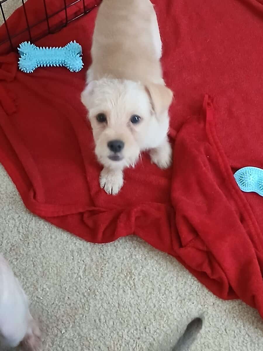 Shih Tzu Mix Puppies for Sale – $200 Eac image 1