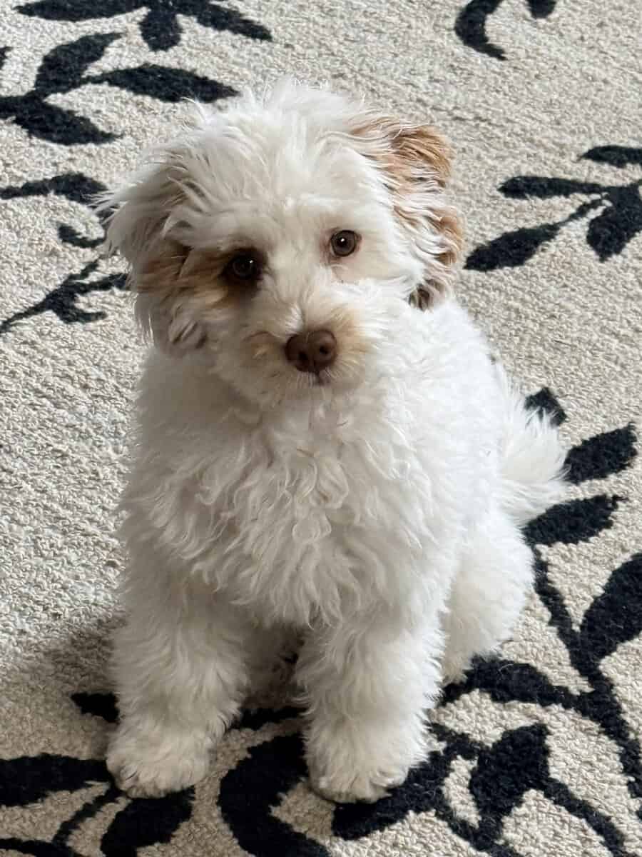 Micro Labradoodle puppy image 2