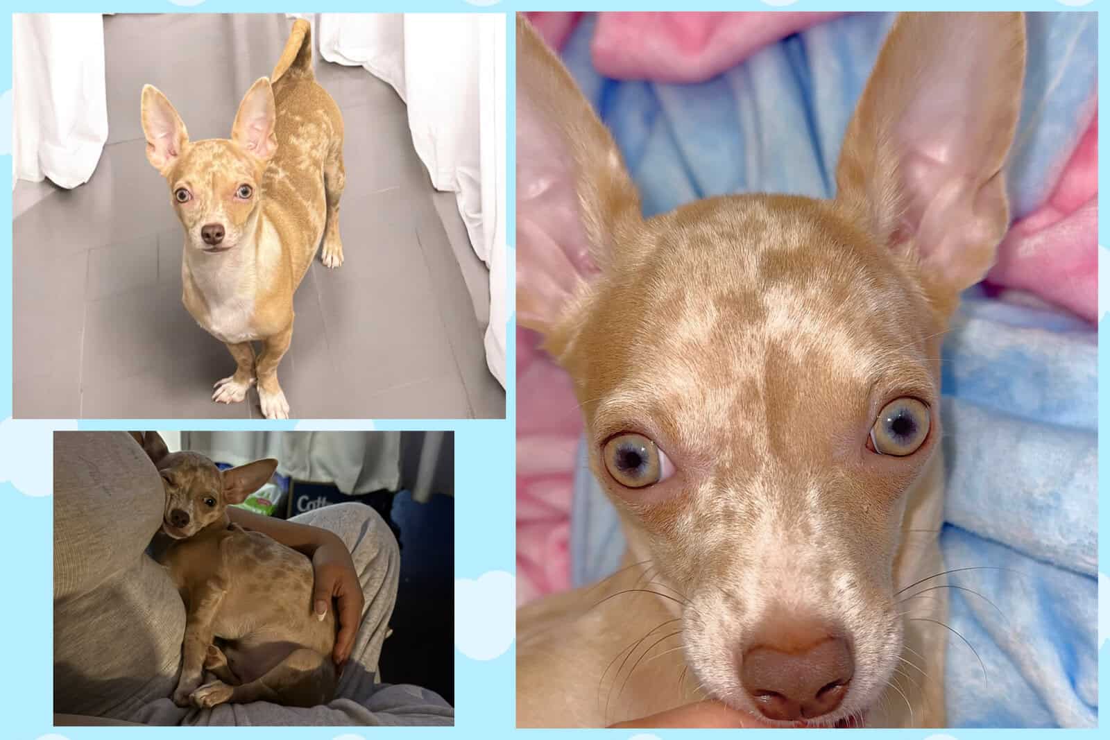 Stud Chihuahua Merle Lilac Merle Fawn image 1