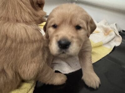 Golden retriever Puppies (RED/TRUE GOLD MI &nbsp;...