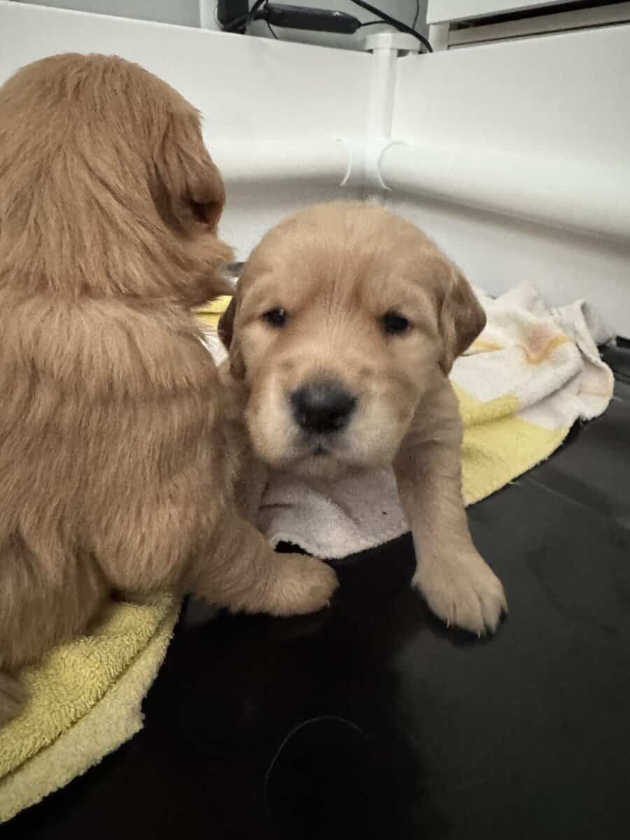 Golden retriever Puppies (RED/TRUE GOLD MIX) image 1