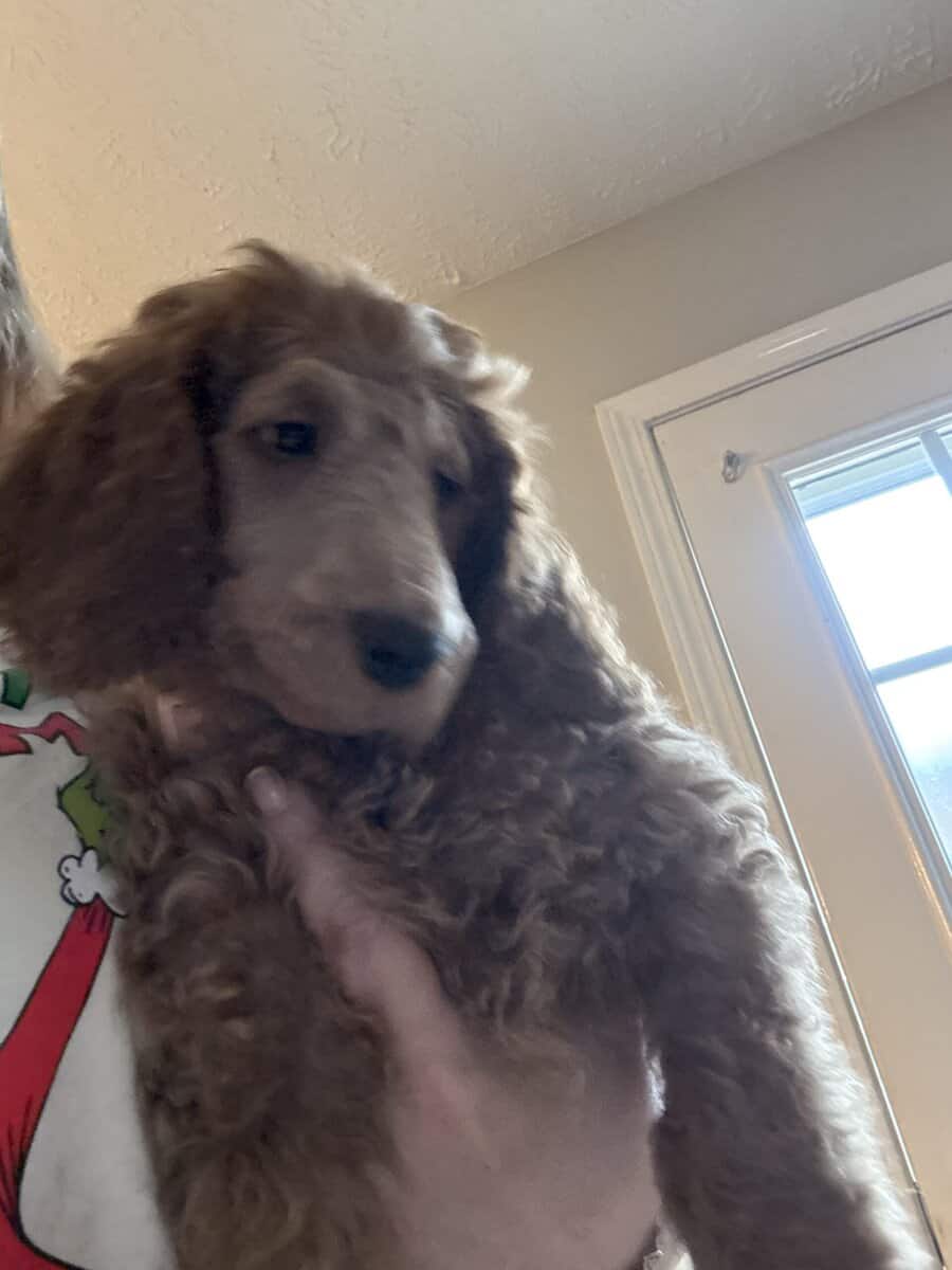 AKC standard poodle puppies image 5