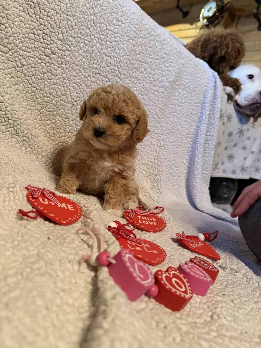 Bichonpoodle image 3