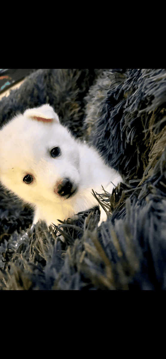 Pomsky puppies for sale image 3