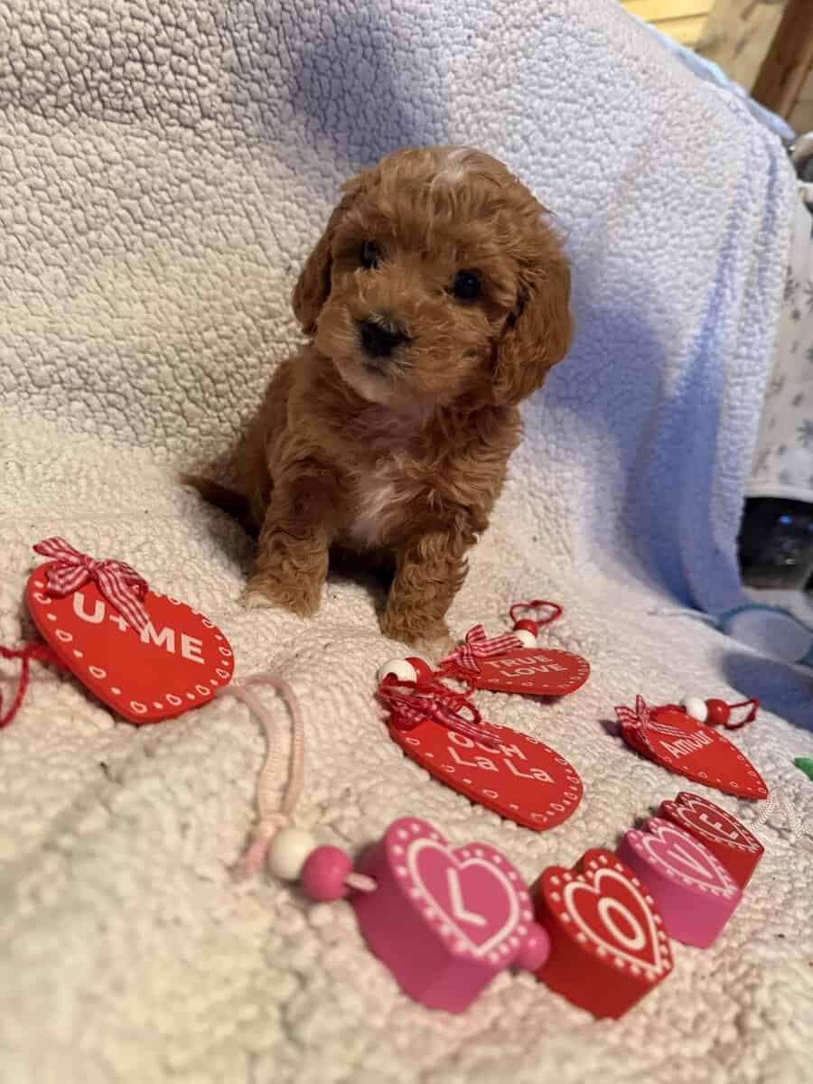 Bichonpoodle image 2