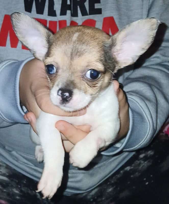 Stunning different colors merle piebald male chihu image 24