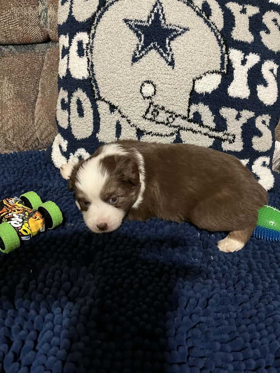 Miniature Australian Puppies image 2