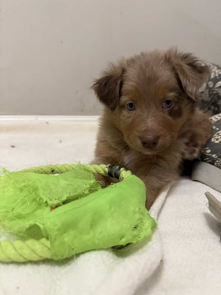 Australian Shepherd Red Merle Male Puppy image 4