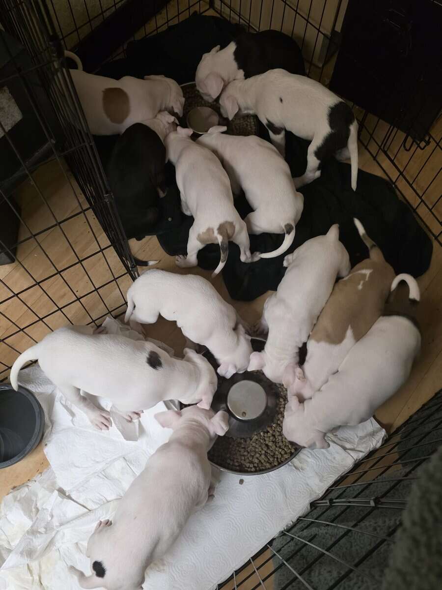 pitbull puppies for adoption image 1