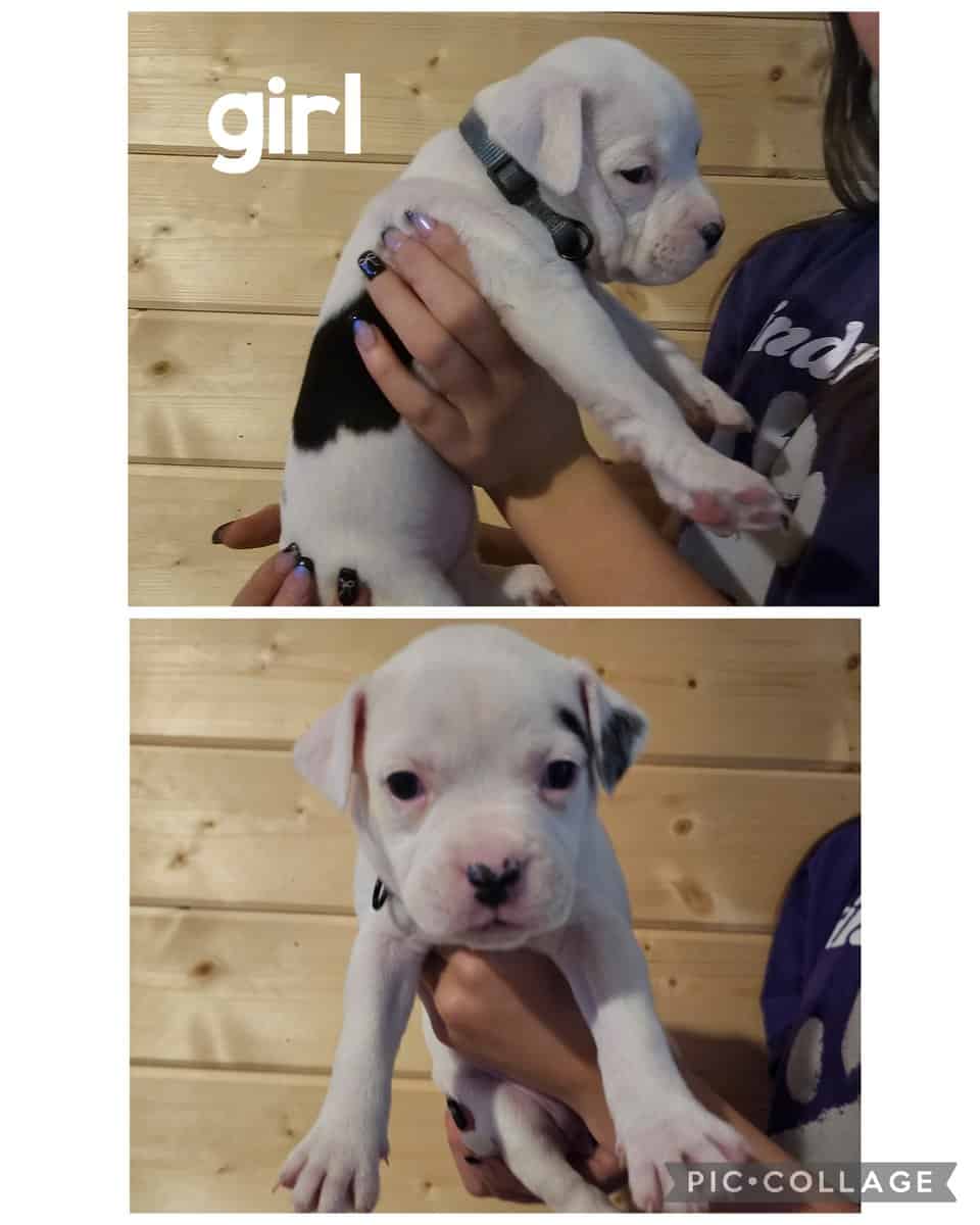 Pitty puppies image 3