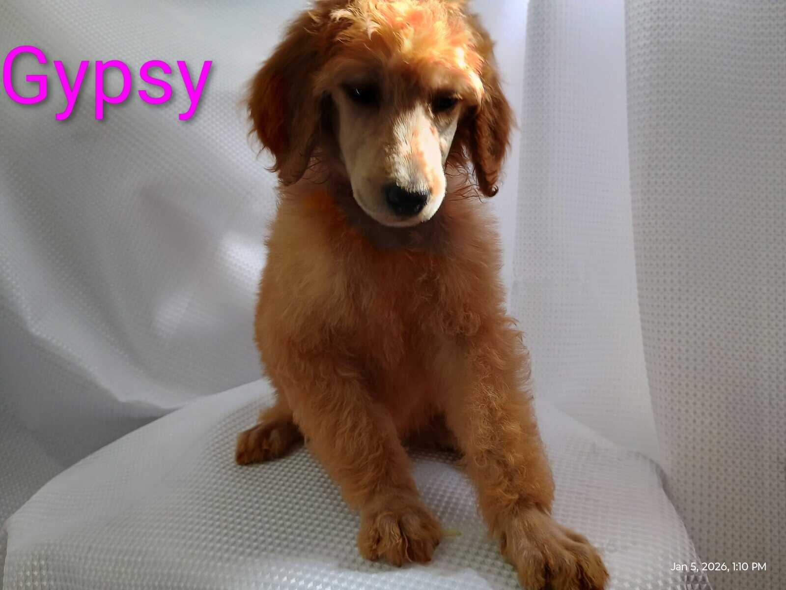 Standard Poodle Puppies (red/apricot) image 6
