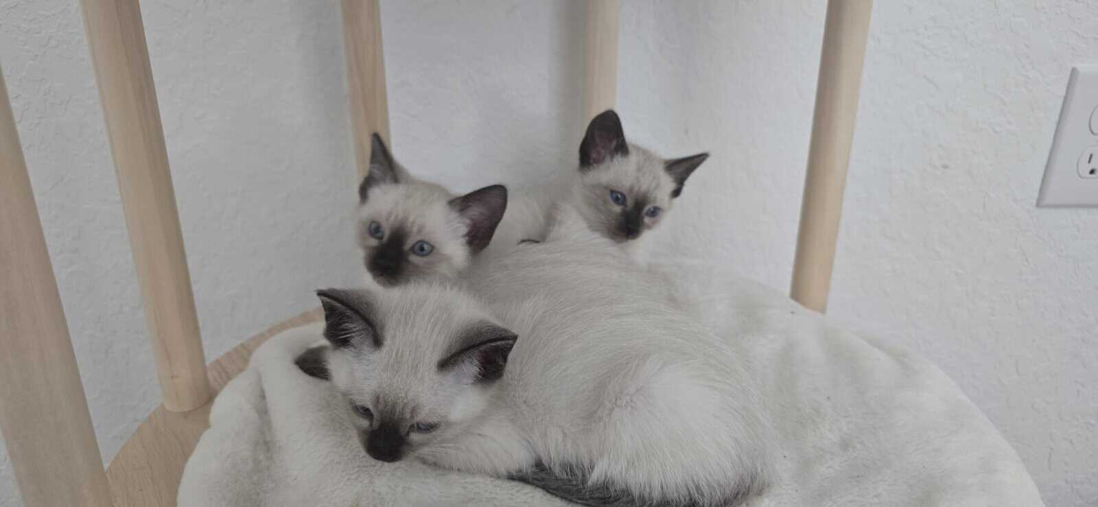Kitten image 4