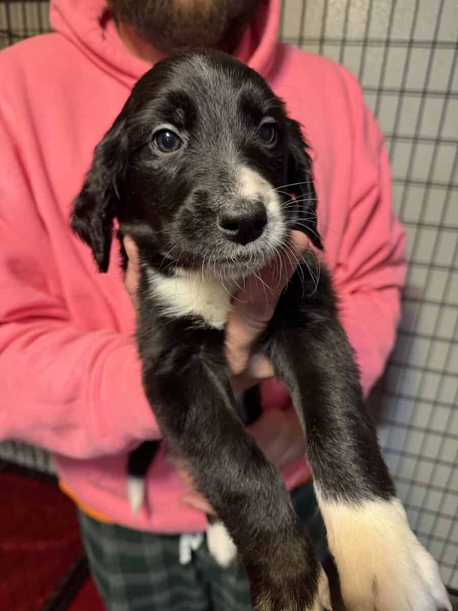 Great Dane mix puppies image 2