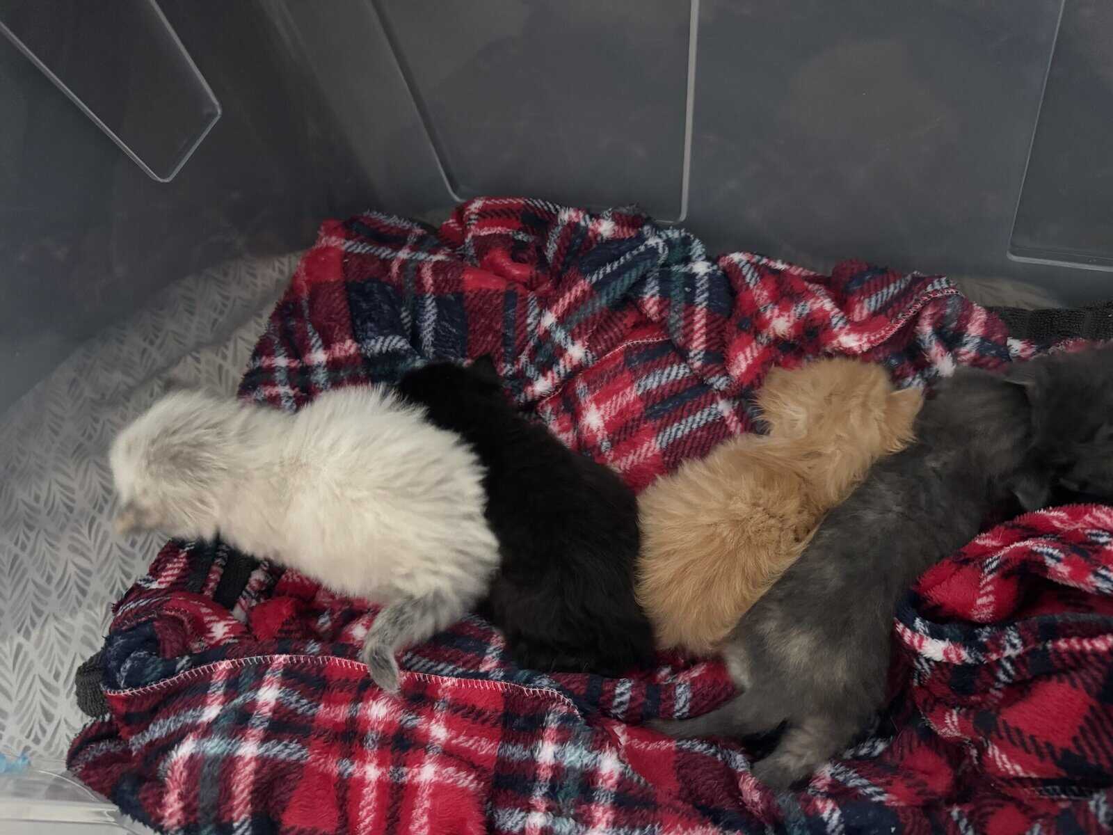 Furever Kitten Love image 13