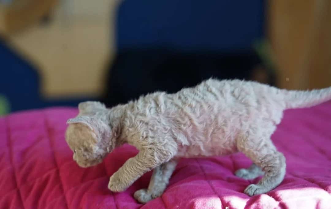 Cute 💜 male Devon Rex available 4 sale image 2
