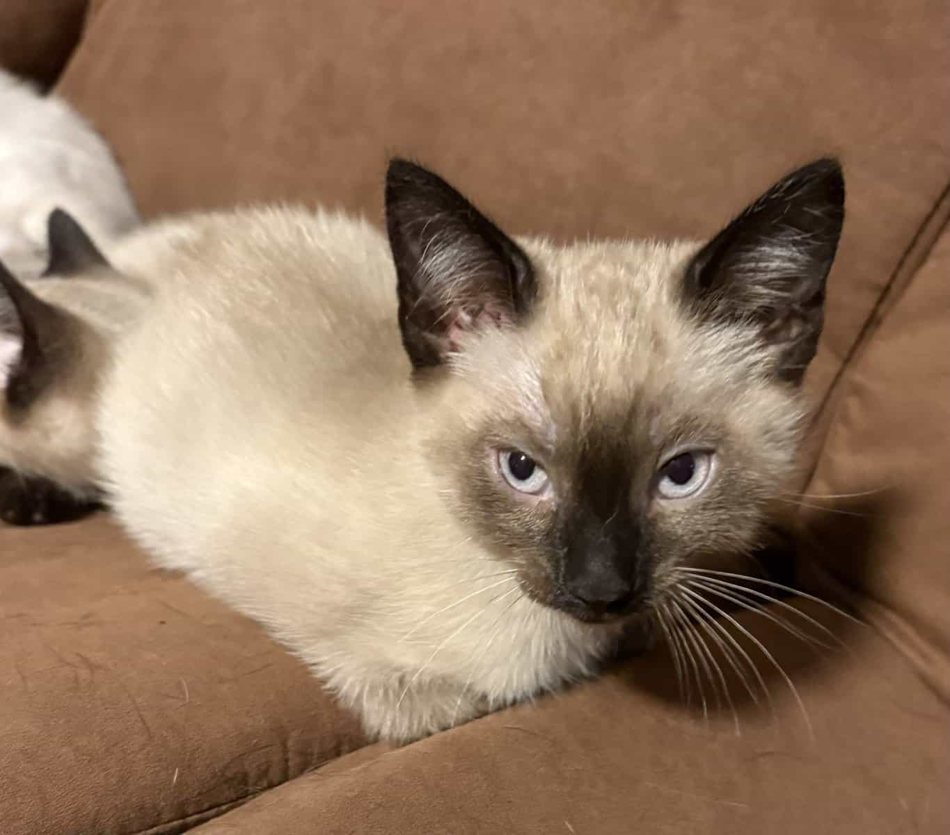 Seal point female Siamese kitten image 2