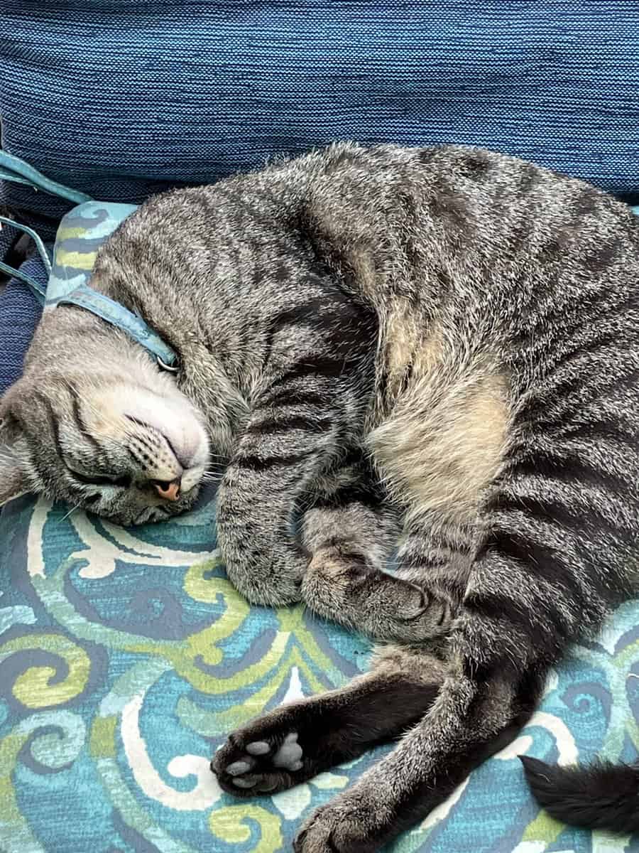 I need to rehome a very special cat image 1