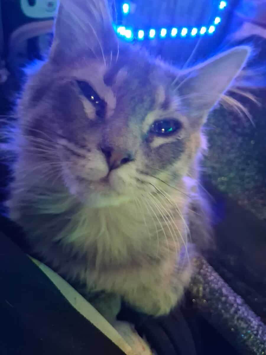 Looking to give away 2 kittens for free image 3