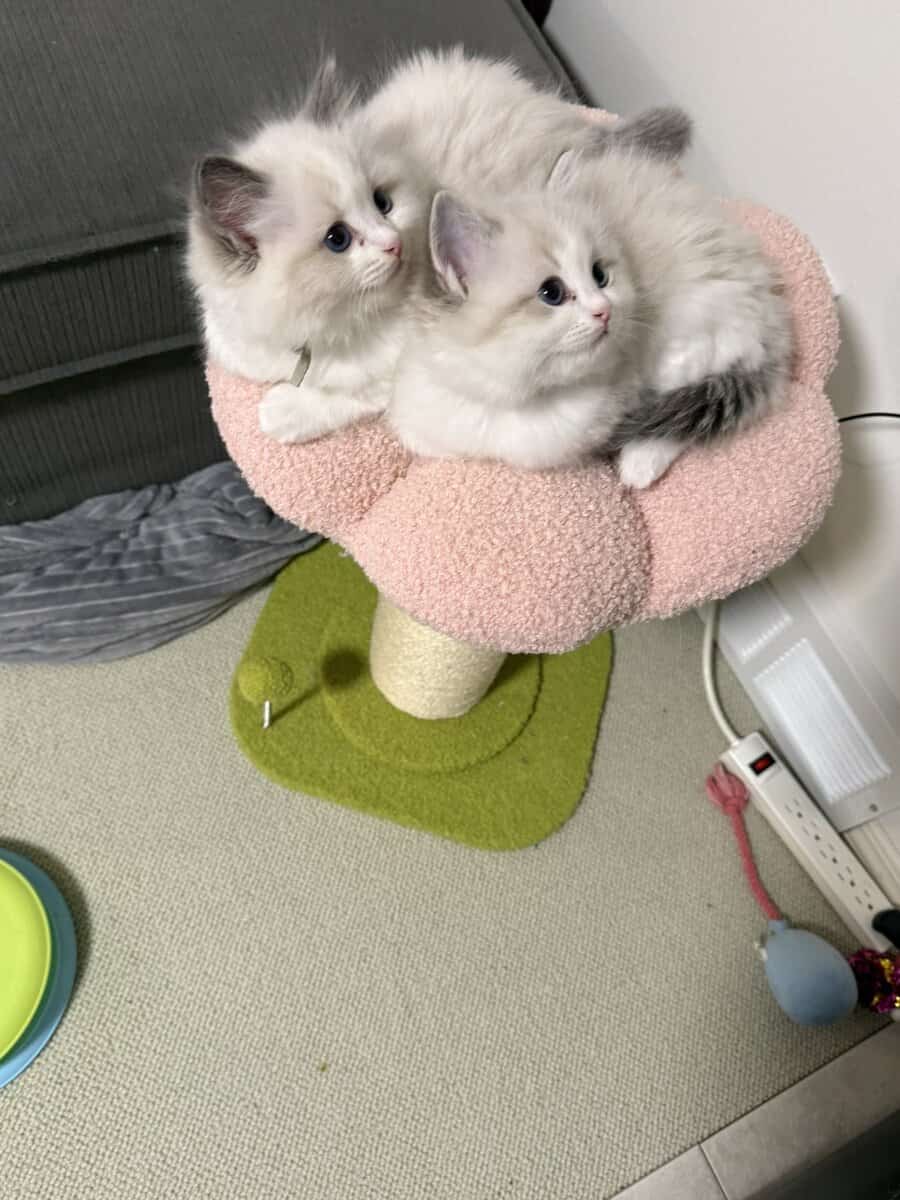 Available Blue Point Bicolor Ragdoll Kittens image 10