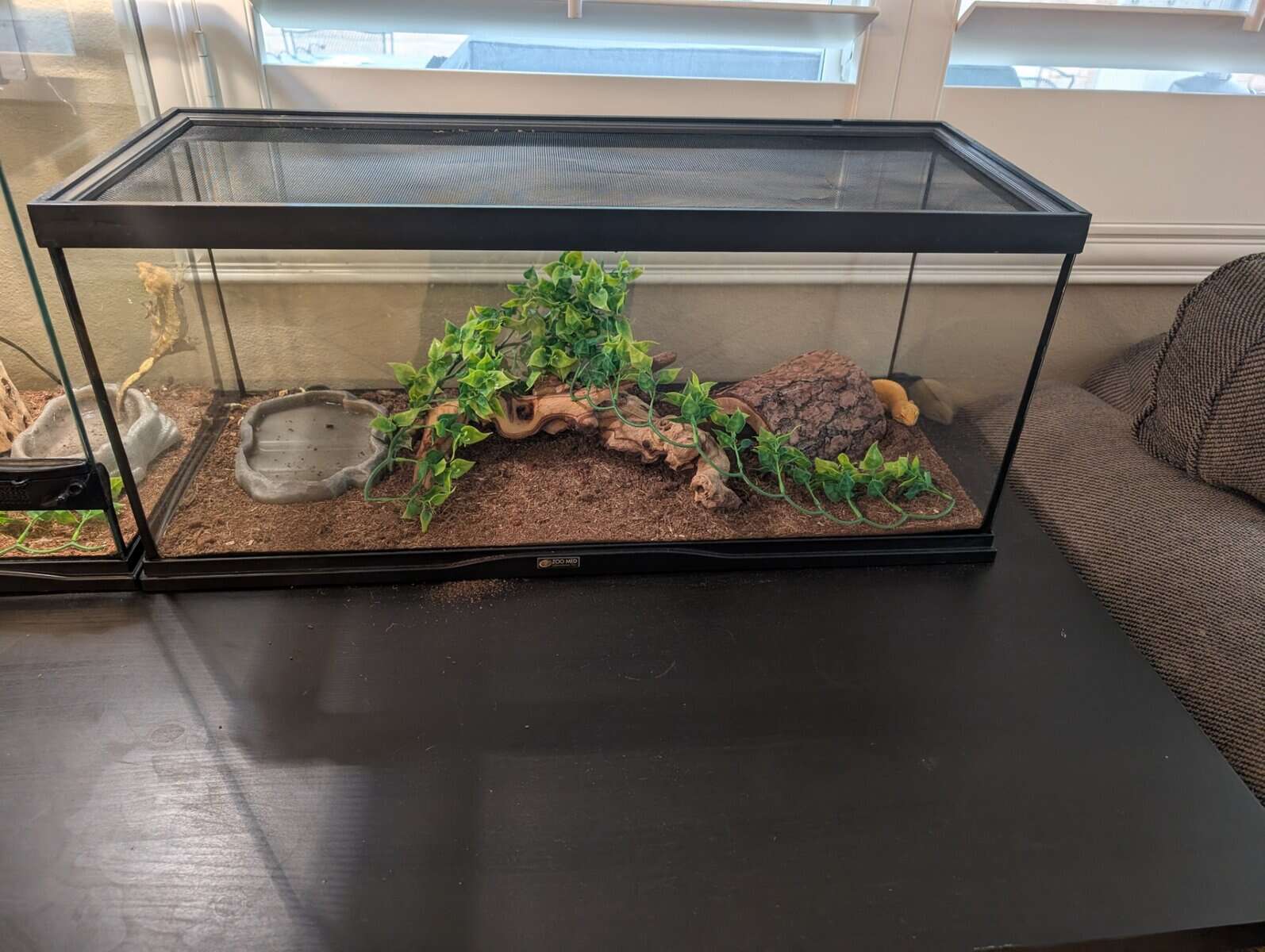 Crested and Leopard Geckos image 8