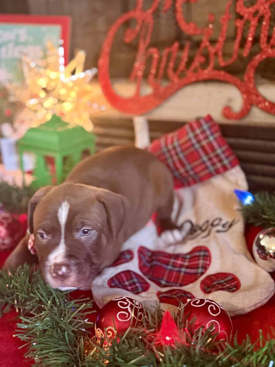 Chocolate Pitbull Puppy image 4