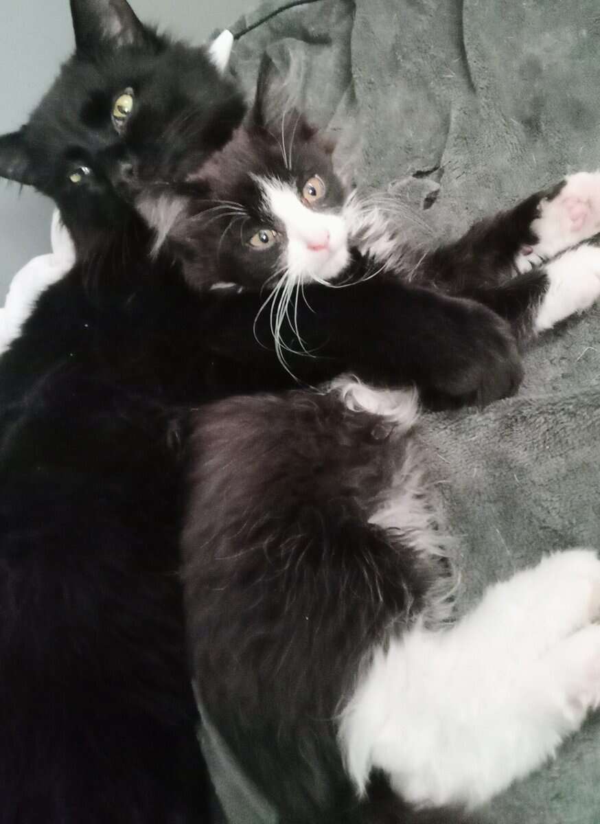 Sneezy & Huntsman image 8