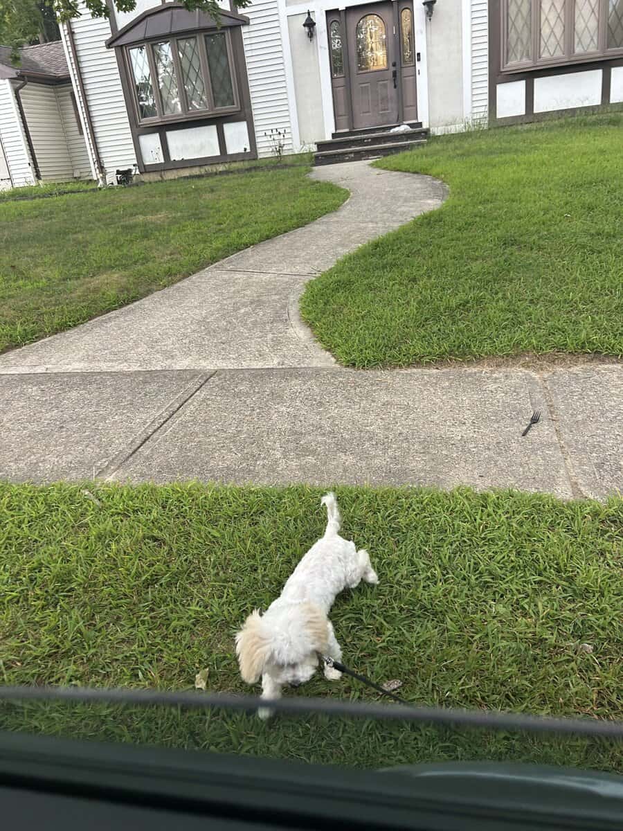 Female shipoo pup for sale image 6