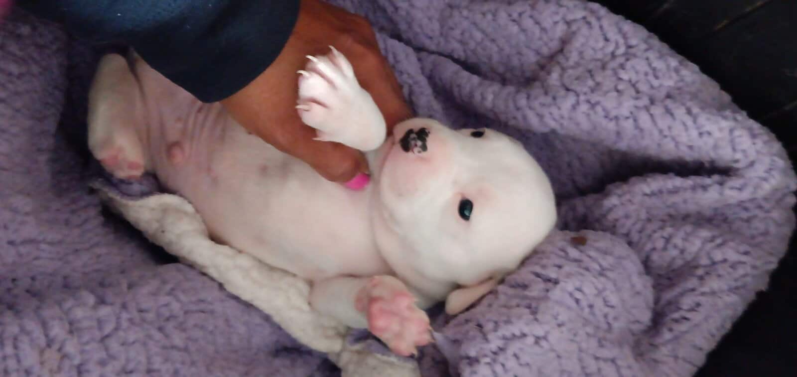 Cane corso Puppies image 1