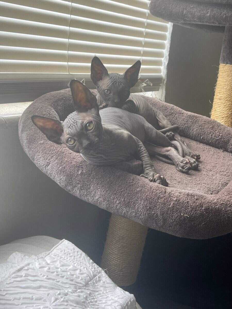 Sphynx Kittens image 5