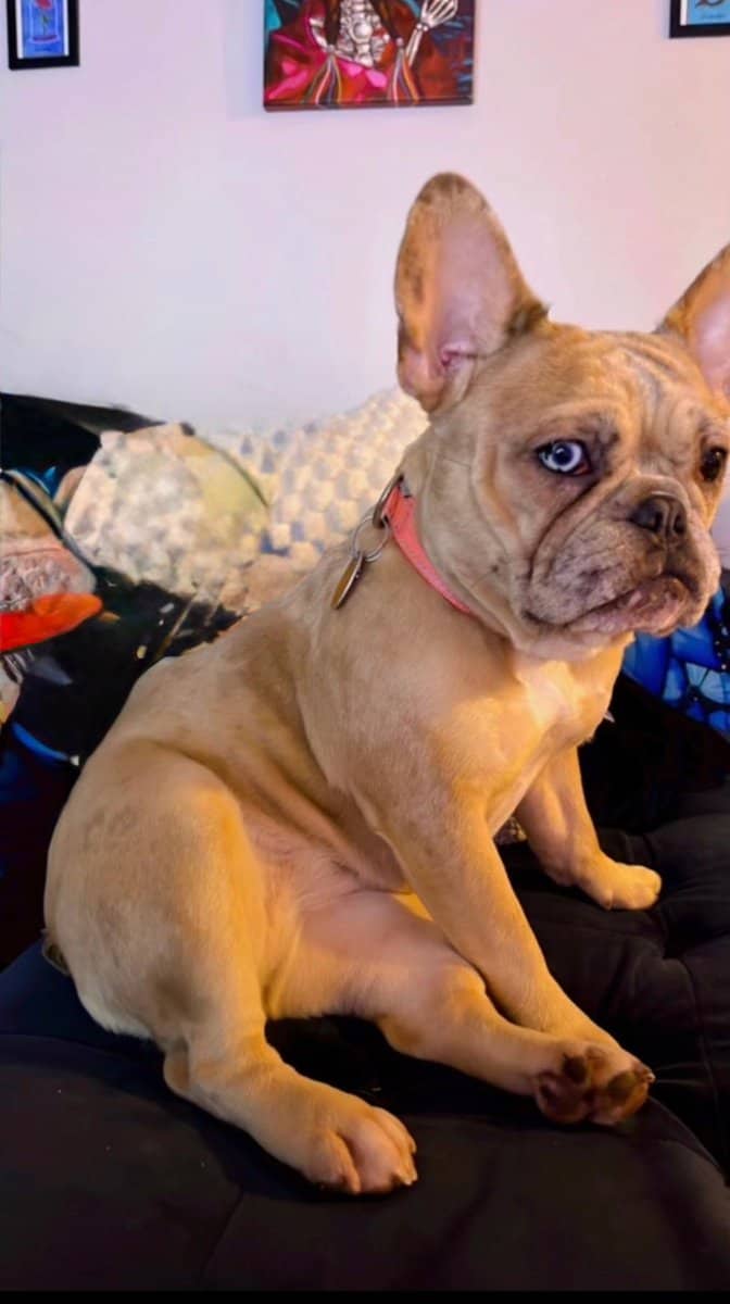 Selling our beautiful 3 year old French bulldog image 1