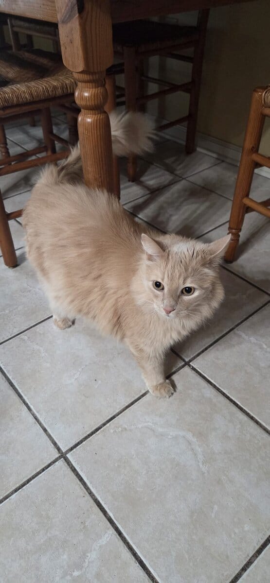 Adult Cat Domestic Long Hair named Bear image 1