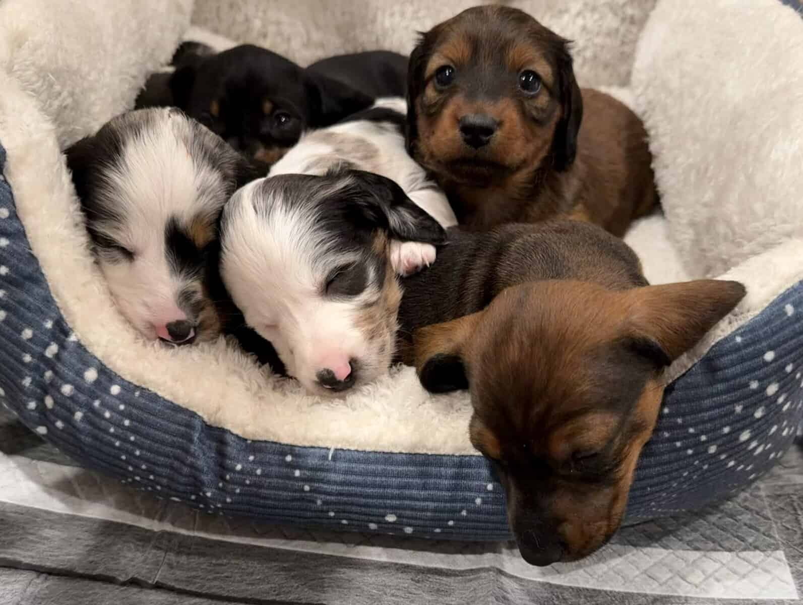 Miniature Purebred Dapple Dachshunds image 1