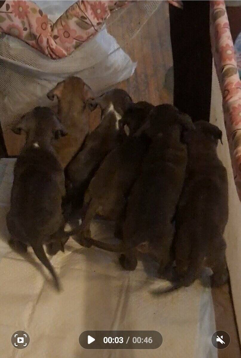 BRAND NEW AMERICAN BULLYS AVAILABLE image 8
