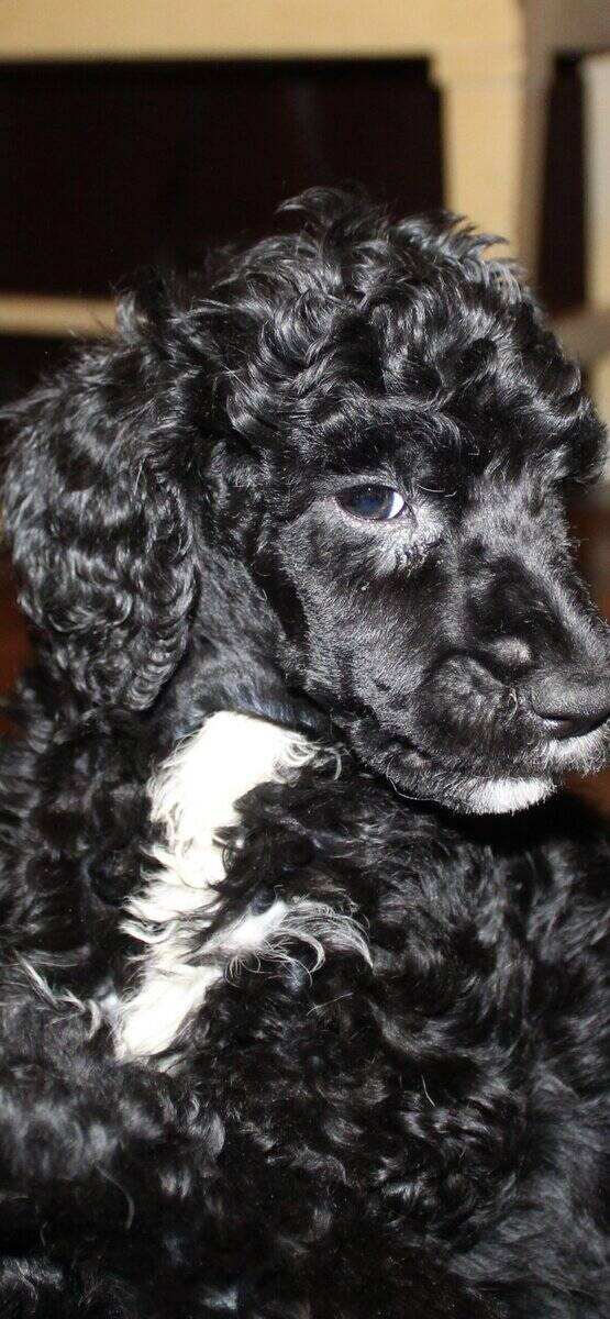 Standard poodle puppies image 5
