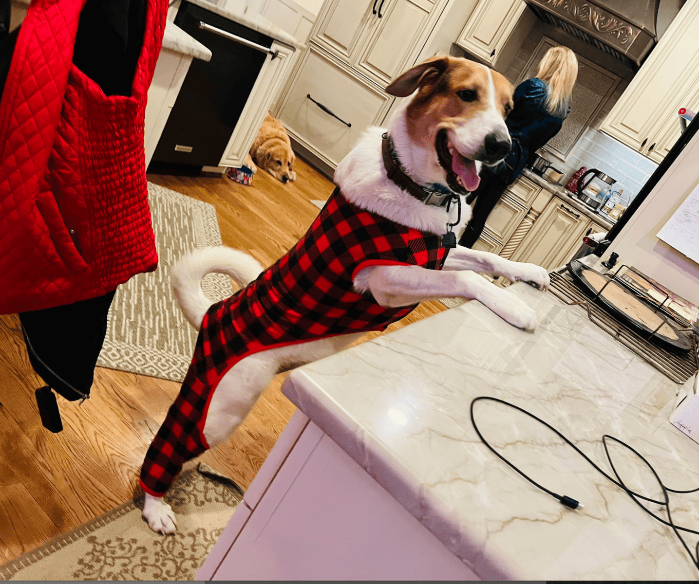 Dennis the Menace: Puppy Seeking Home image 2