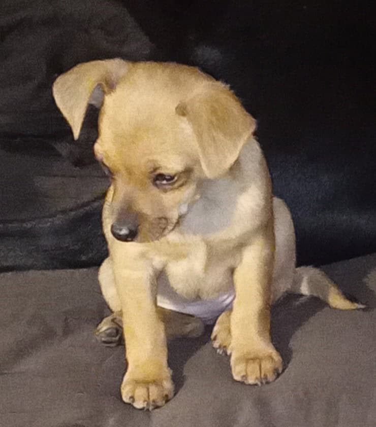 Chiweenie Puppies image 4