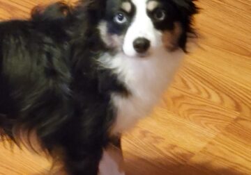 Toy Australian Shepherd