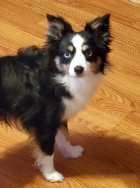 Toy Australian Shepherd image 1