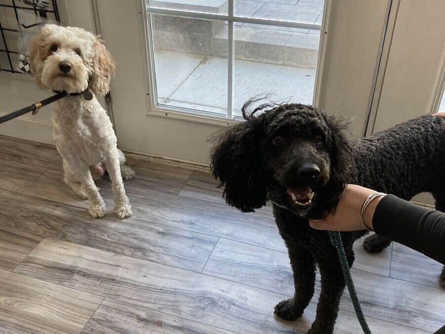 Female Multi-Gen Goldendoodles, hypoallergenic image 3