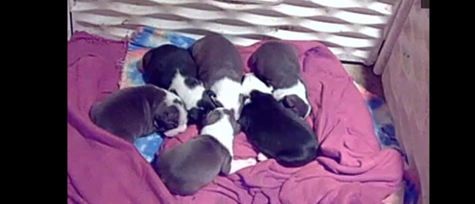 AKC Boston terriers image 1