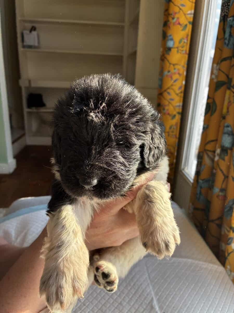Newfoundland Puppies – Raised in a Home, Landseers image 9