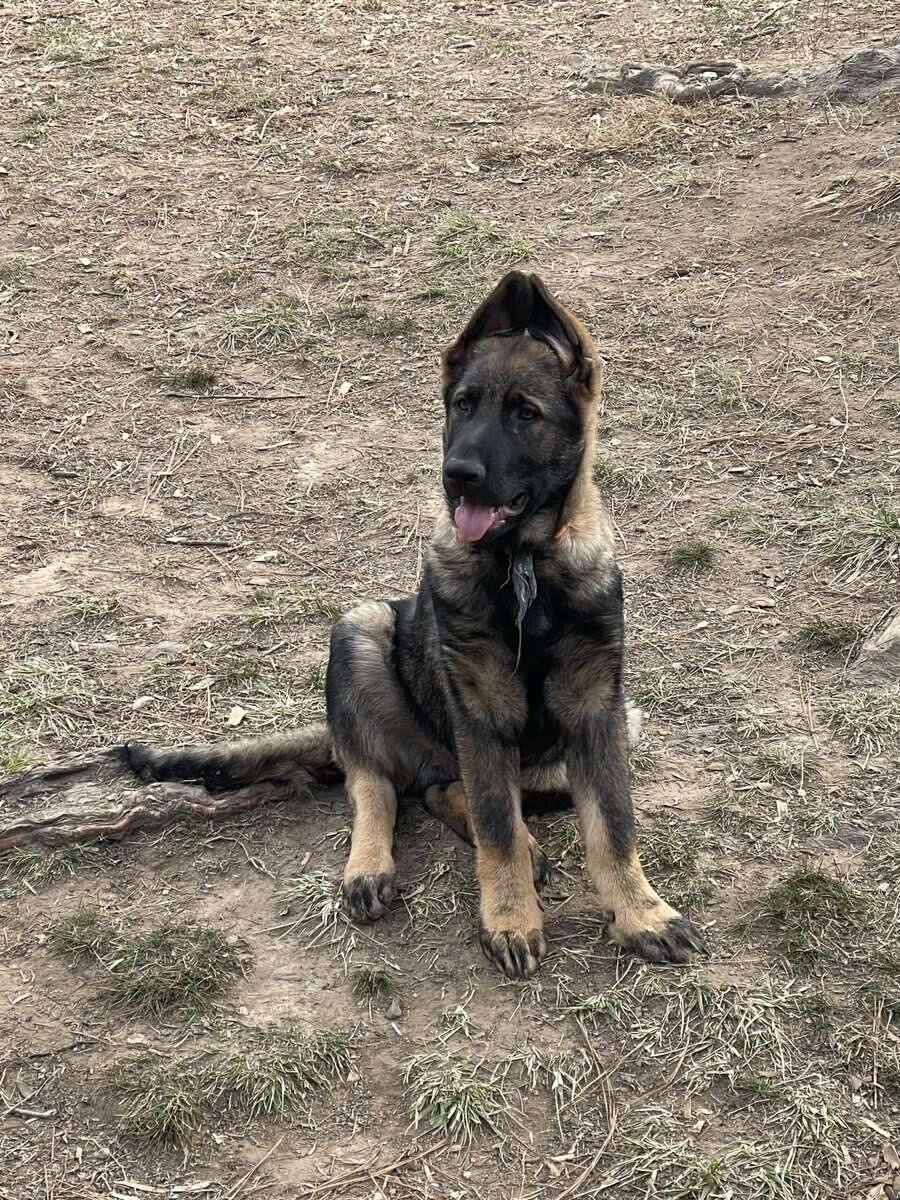 AKC GERMAN SHEPHERD PUPPIES image 3