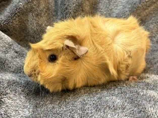 Female Guinea pigs