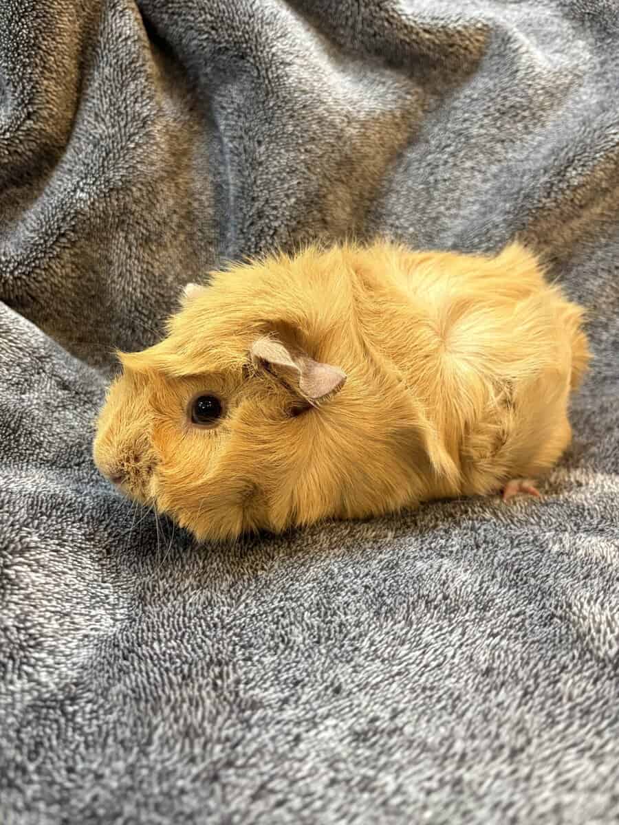 Female Guinea pigs image 1