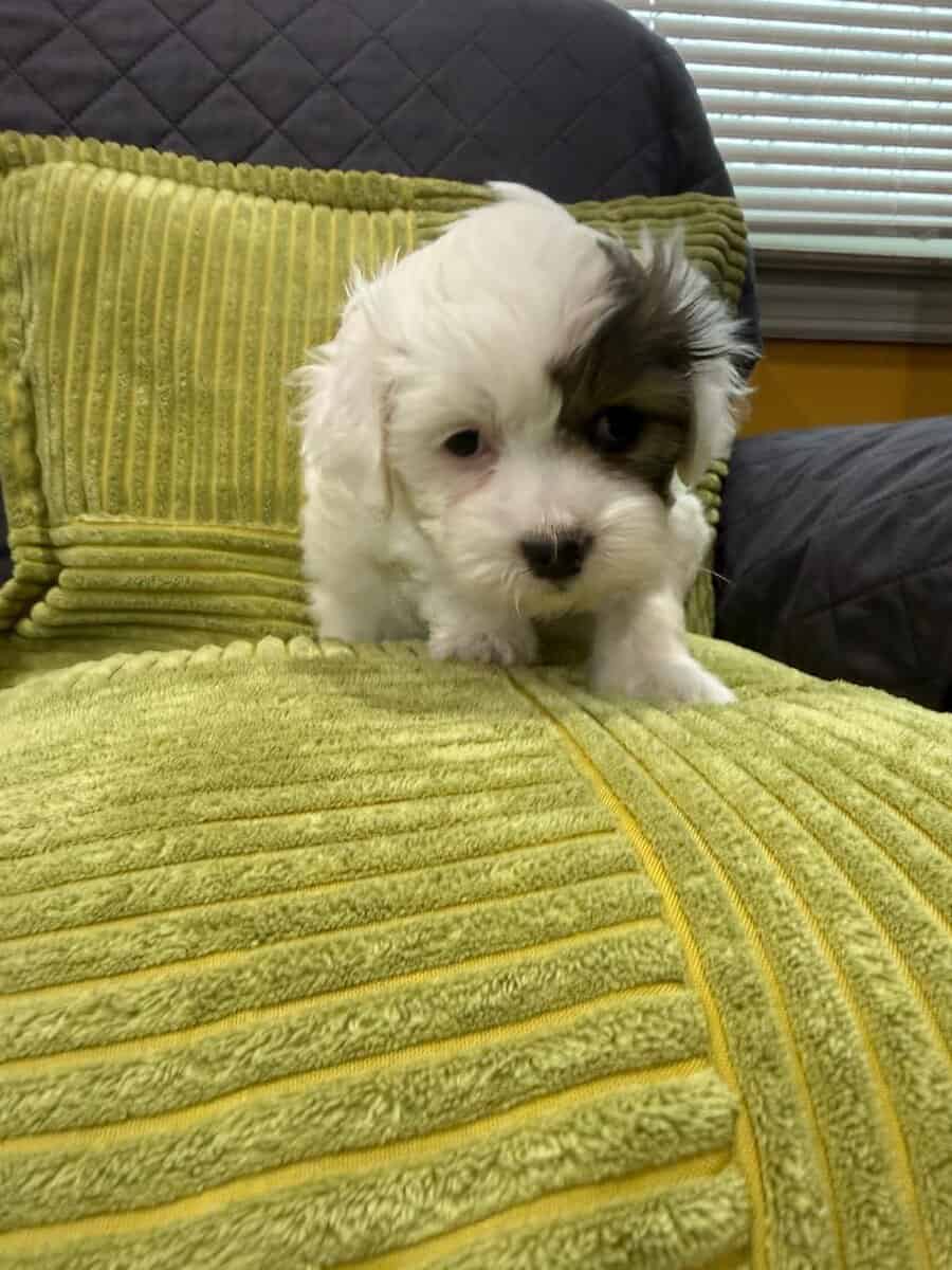 2 puppies on sale image 3