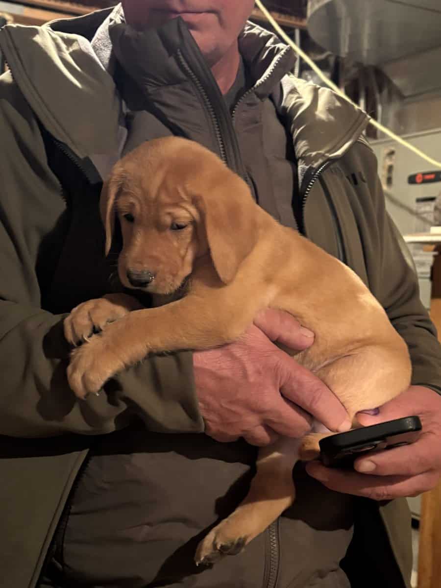 9 week old Yellow lab pups $900 image 1