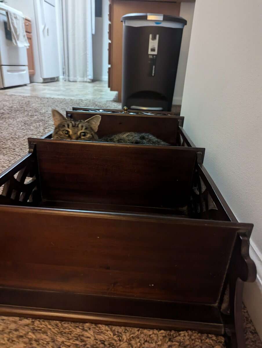 Cat needs rehomed image 2