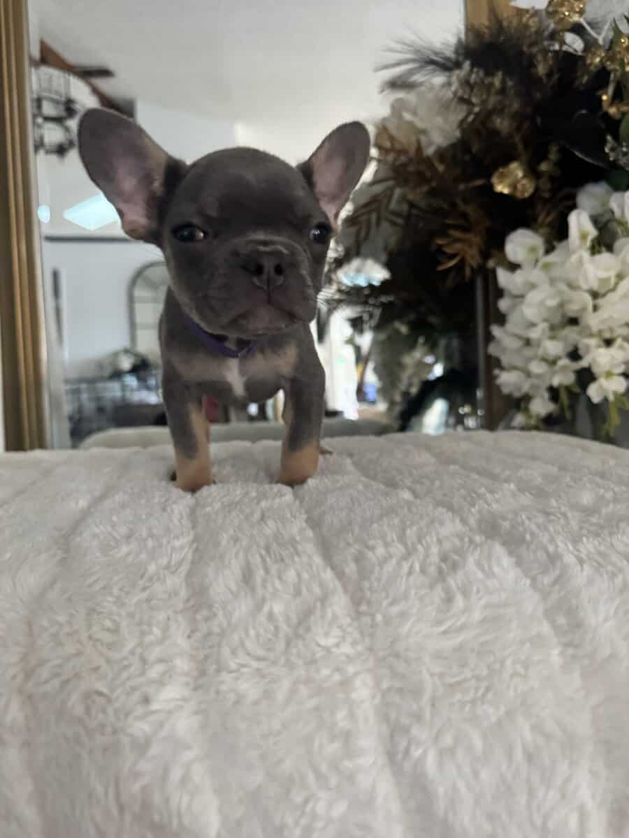 12-Week-Old Frenchie Puppies Ready Today! image 5